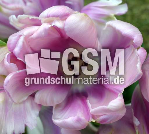 Tulpe-lila.jpg